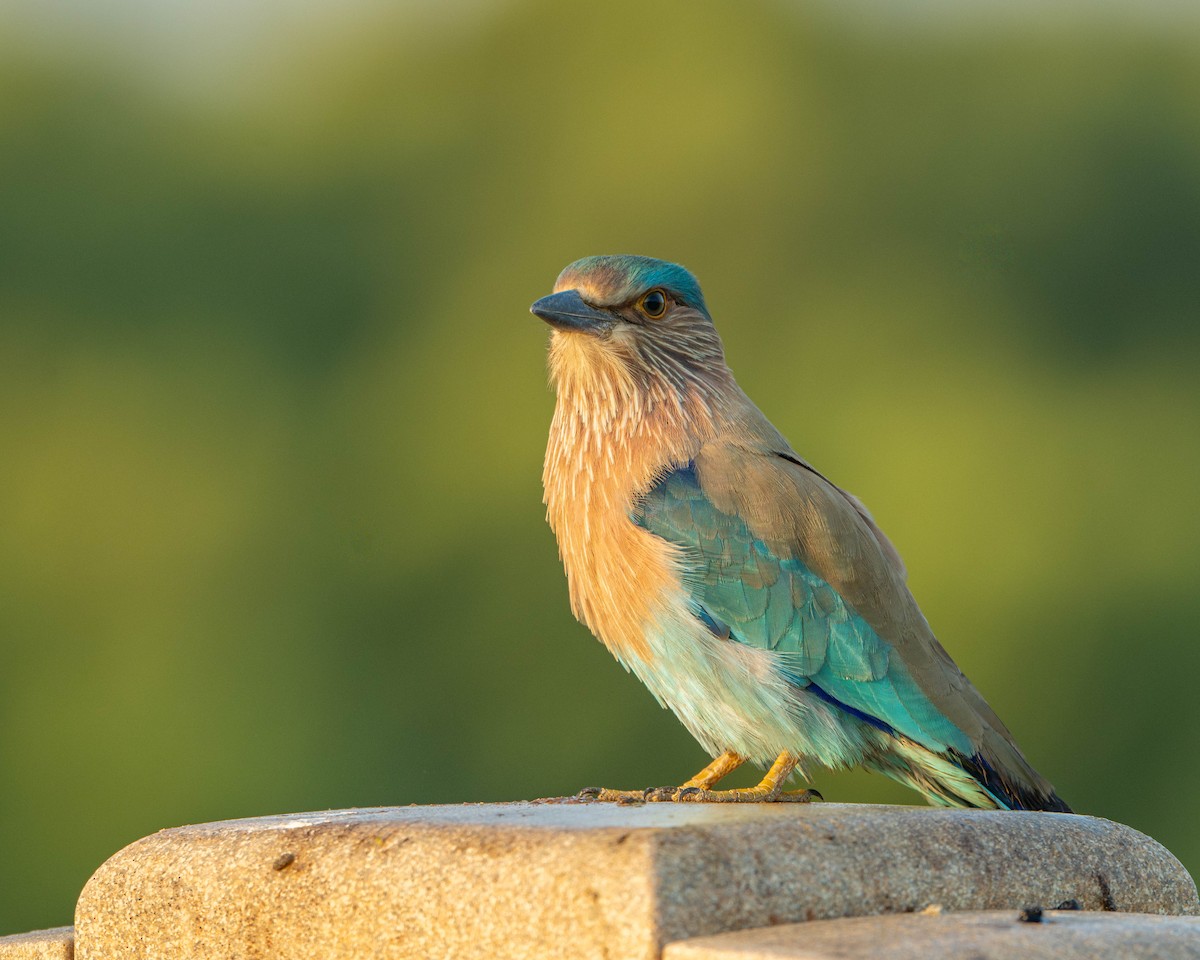 Indian Roller - ML644593505