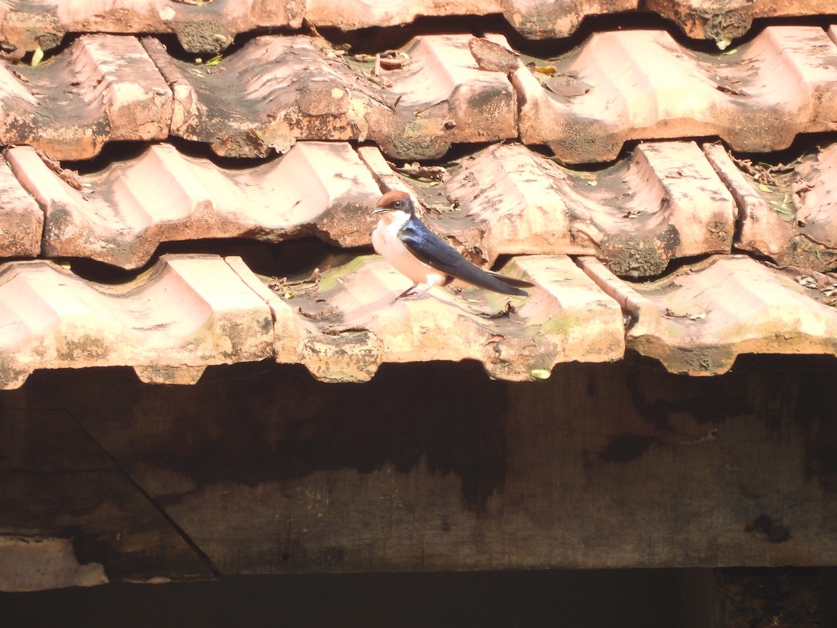 trådstjertsvale - ML644593507