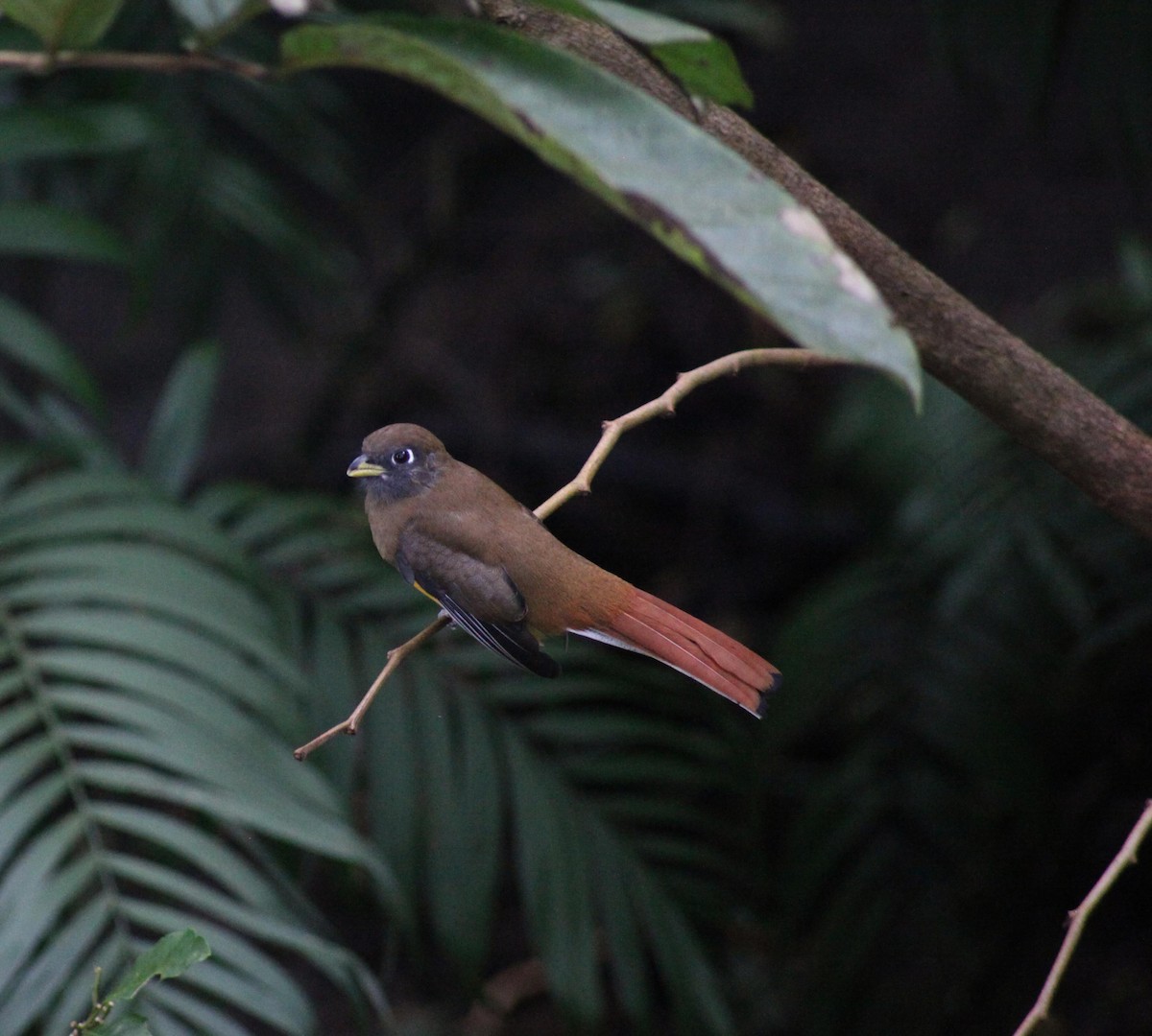 Graceful Black-throated Trogon - ML644593514
