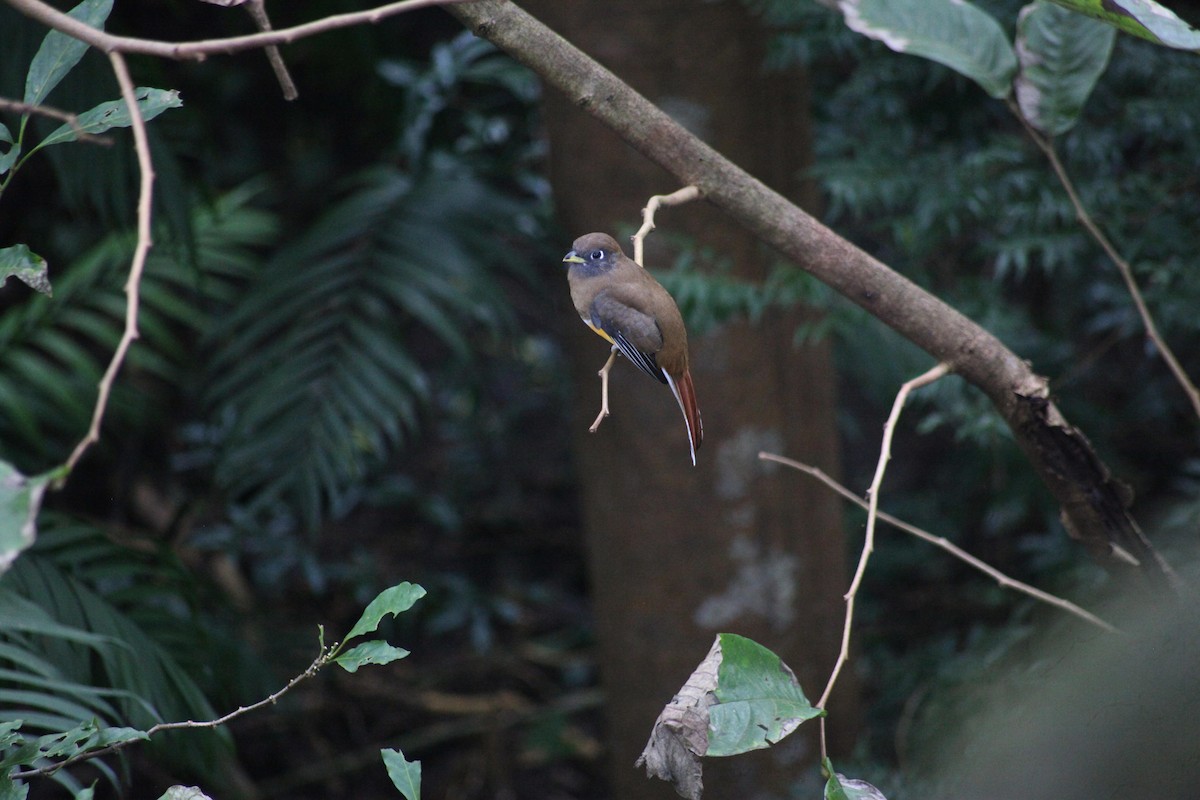 Graceful Black-throated Trogon - ML644593515