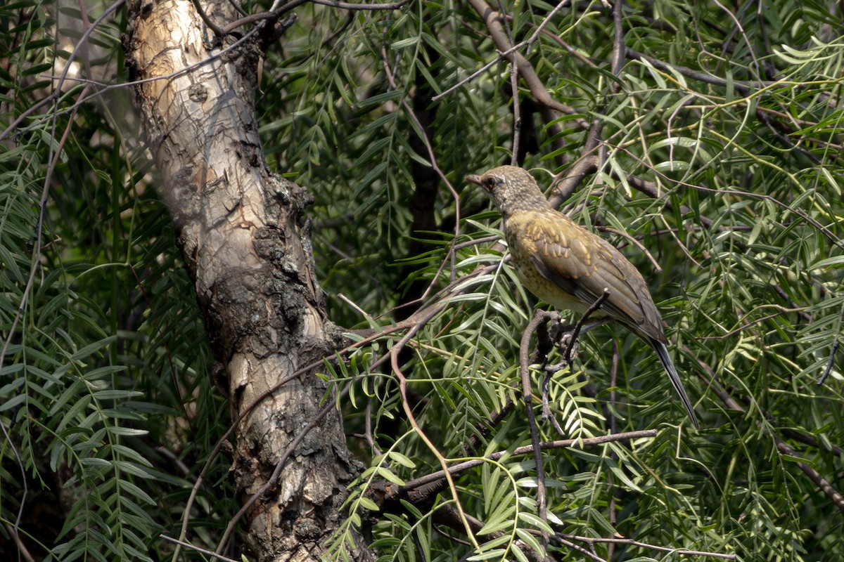 Merle à dos roux - ML644593522