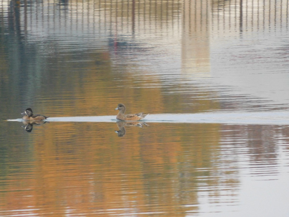 Свищ американський - ML644593524