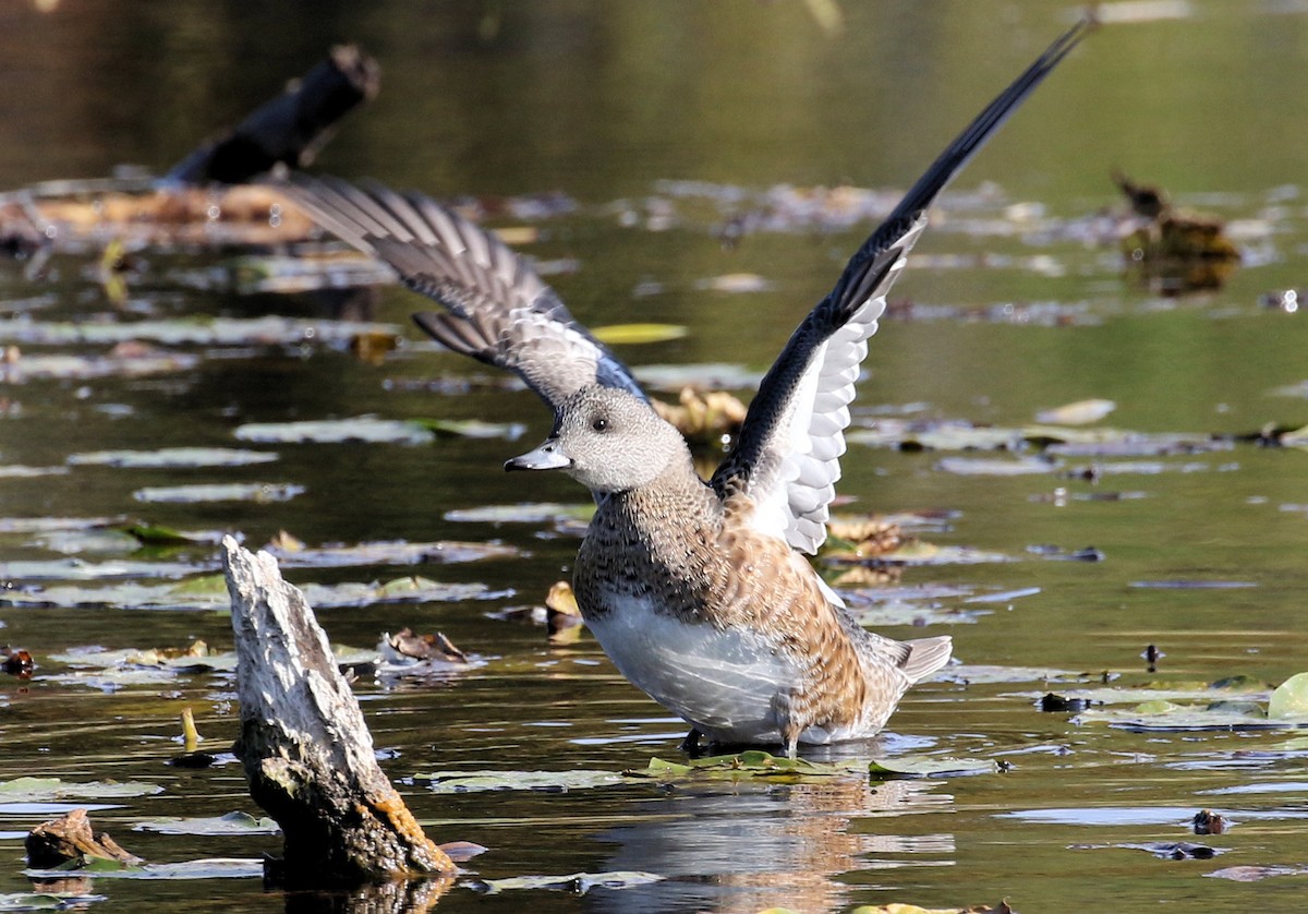 Свищ американський - ML644593525