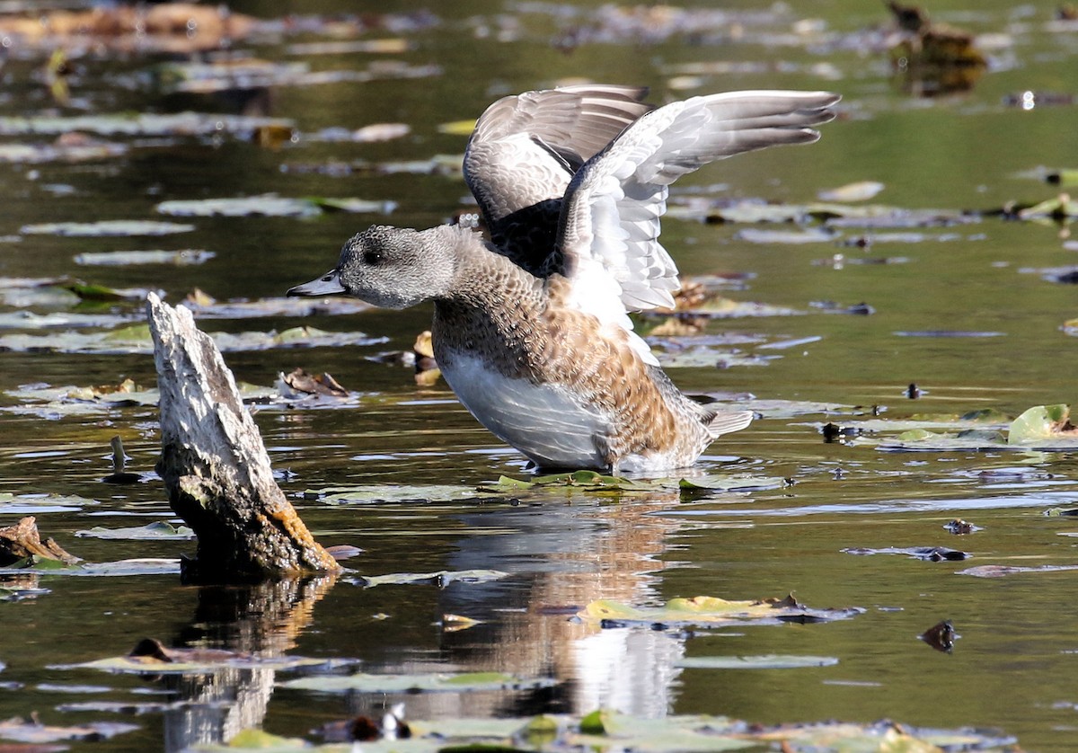 Свищ американський - ML644593528