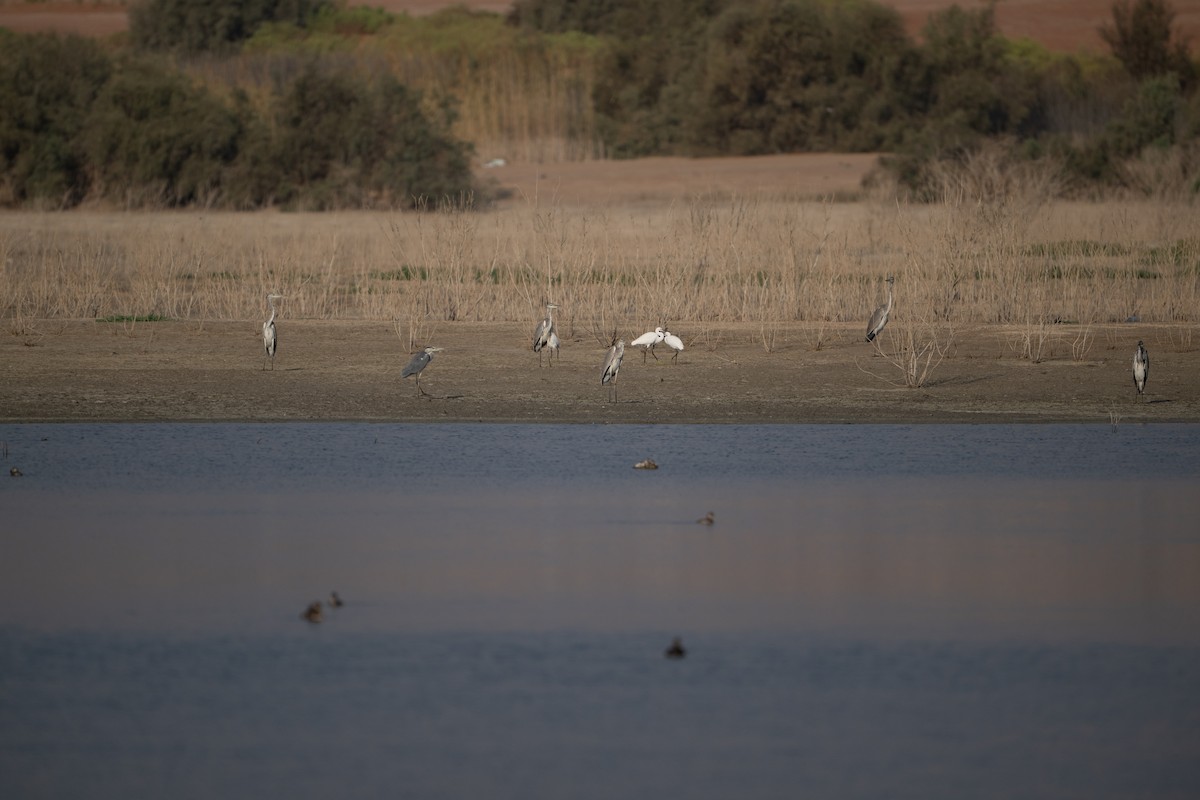 Airone cenerino - ML644593529