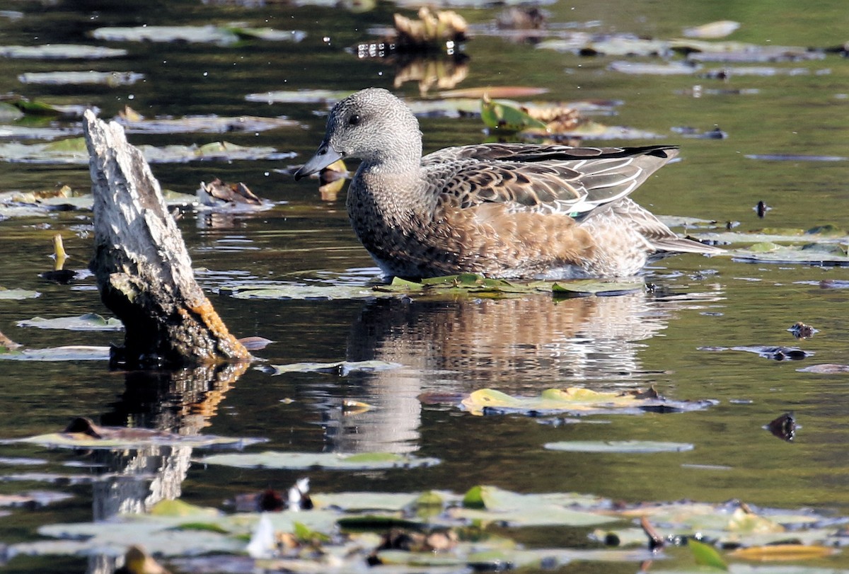 Свищ американський - ML644593530