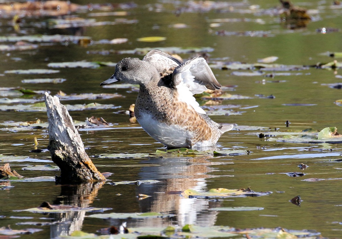 Свищ американський - ML644593531