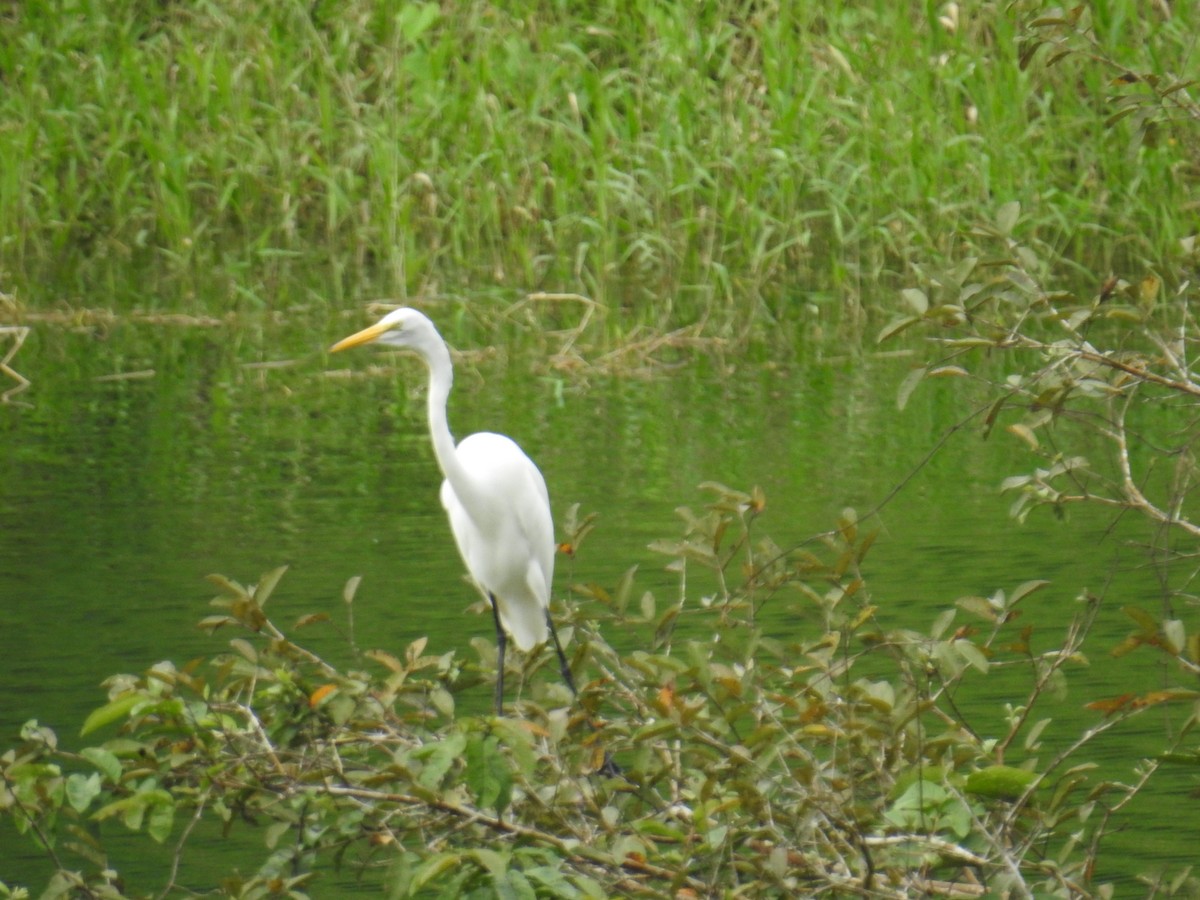 Great Egret - ML644593533