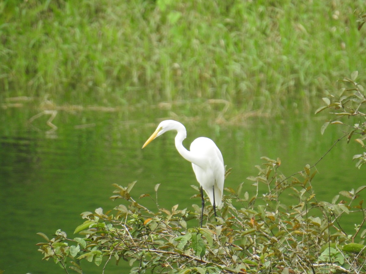 Great Egret - ML644593534