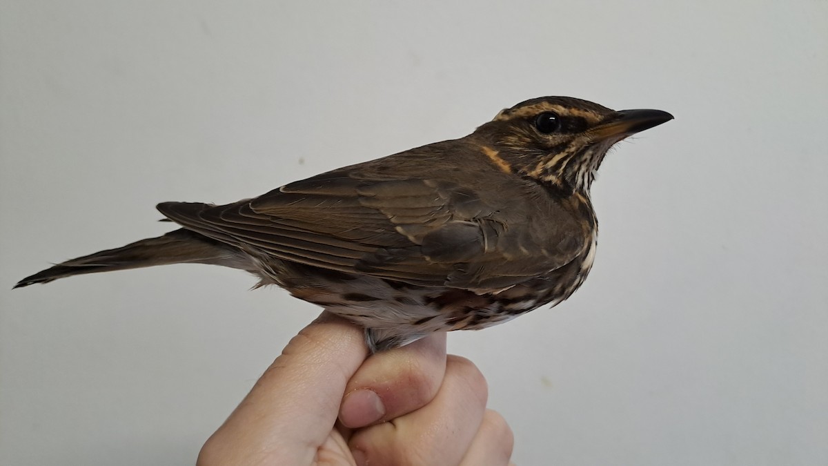 Redwing - ML644593535