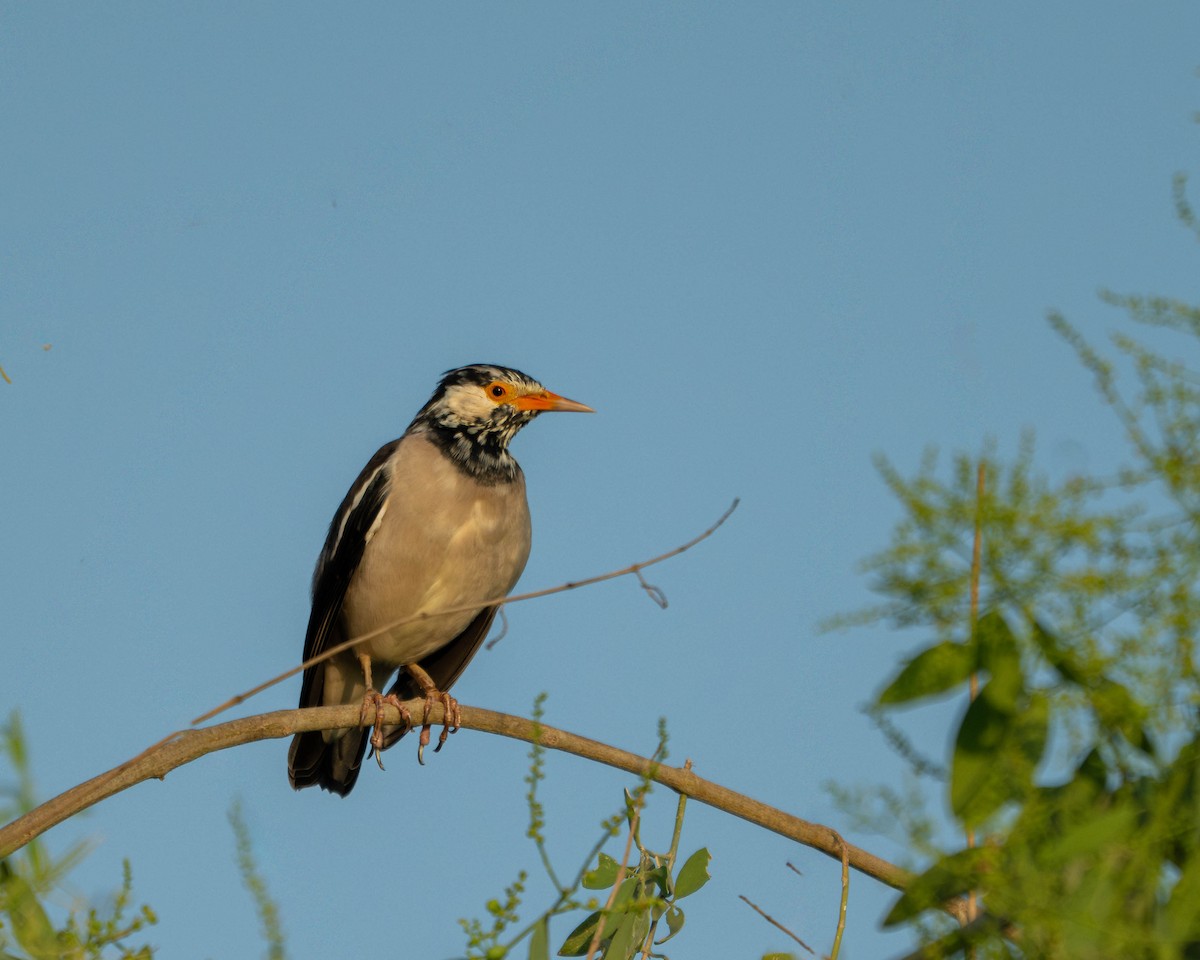 Indian Pied Starling - ML644593540