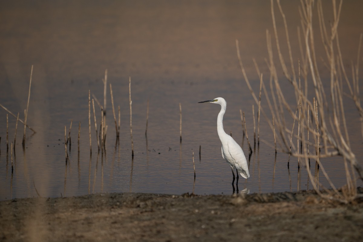 Garzetta - ML644593541