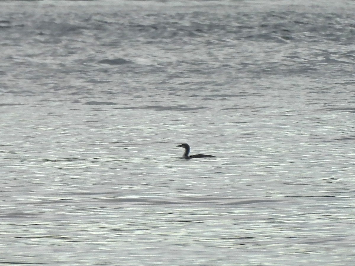 Pacific Loon - ML644593542