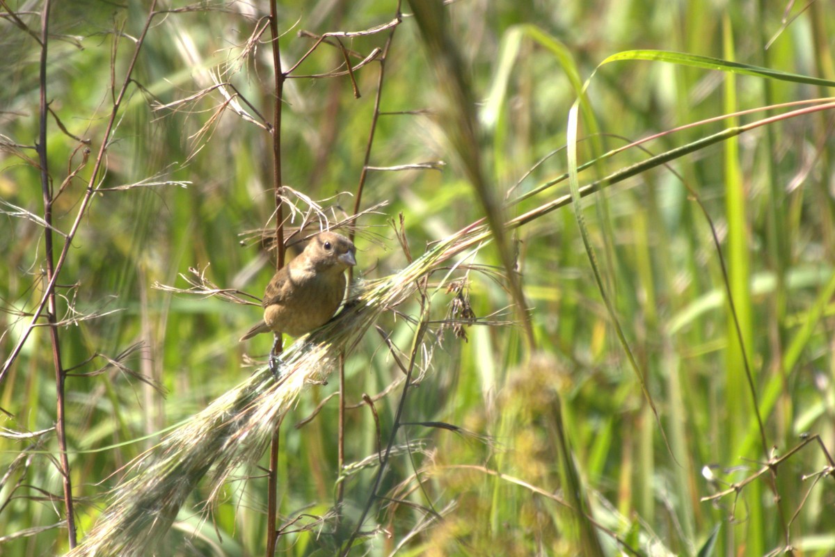 hussmett - ML644593545