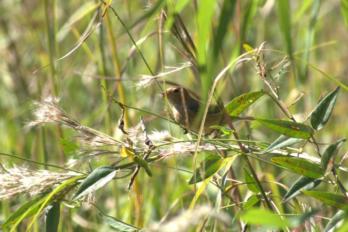 hussmett - ML644593547