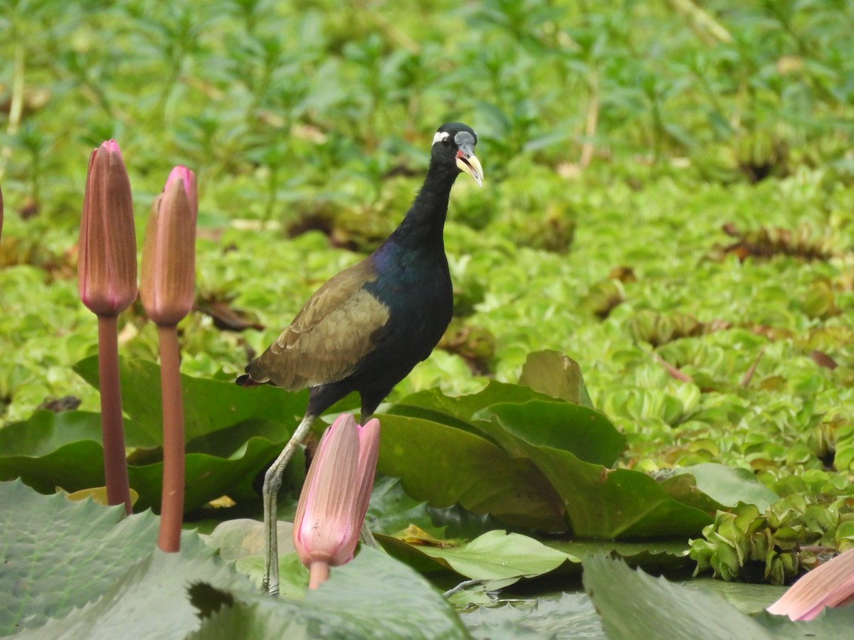 Бронзовокрылая якана - ML644593553