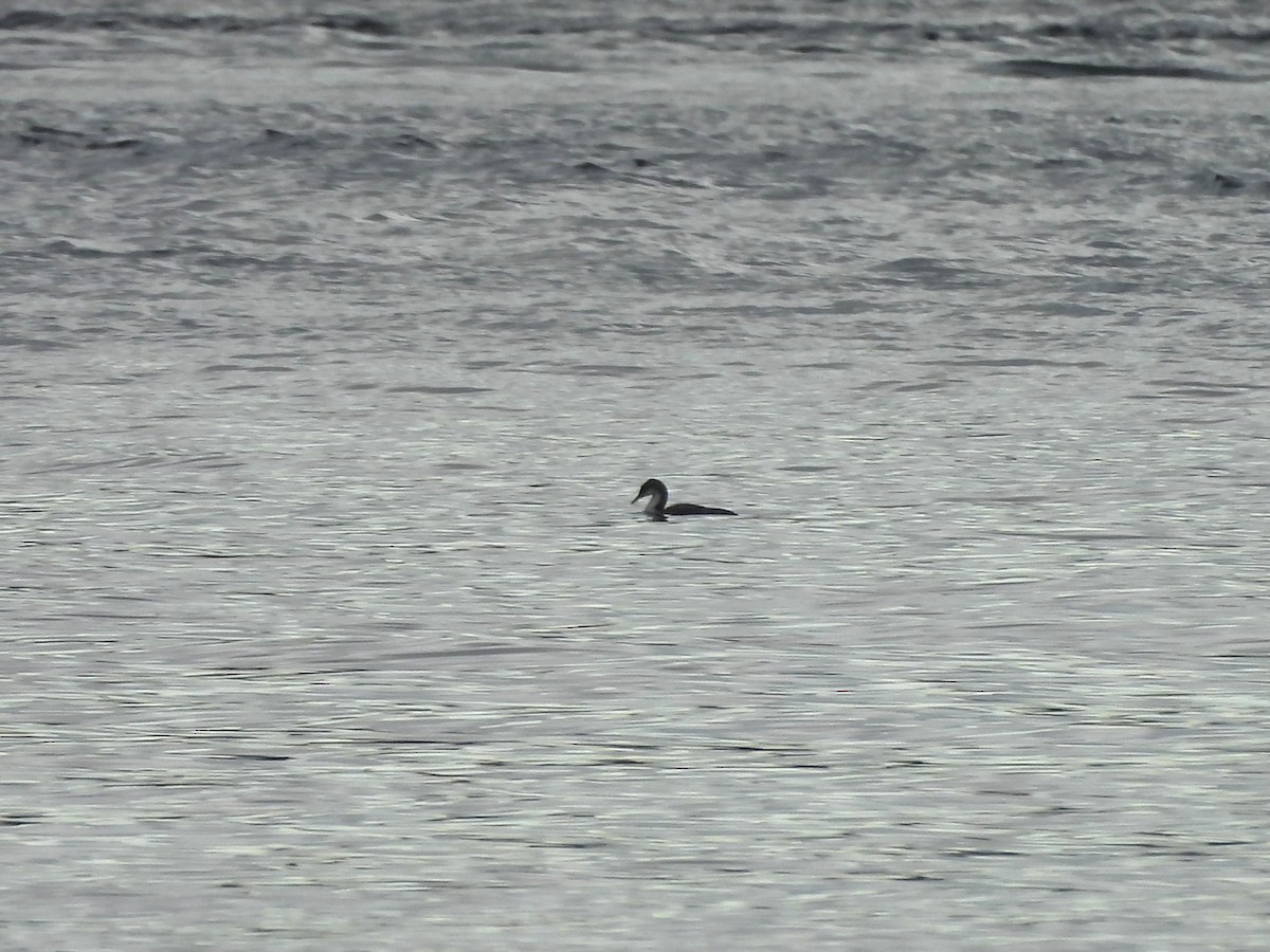 Pacific Loon - ML644593554