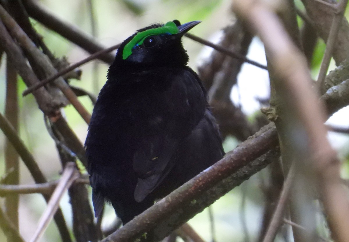 fløyelsasiti - ML644593555