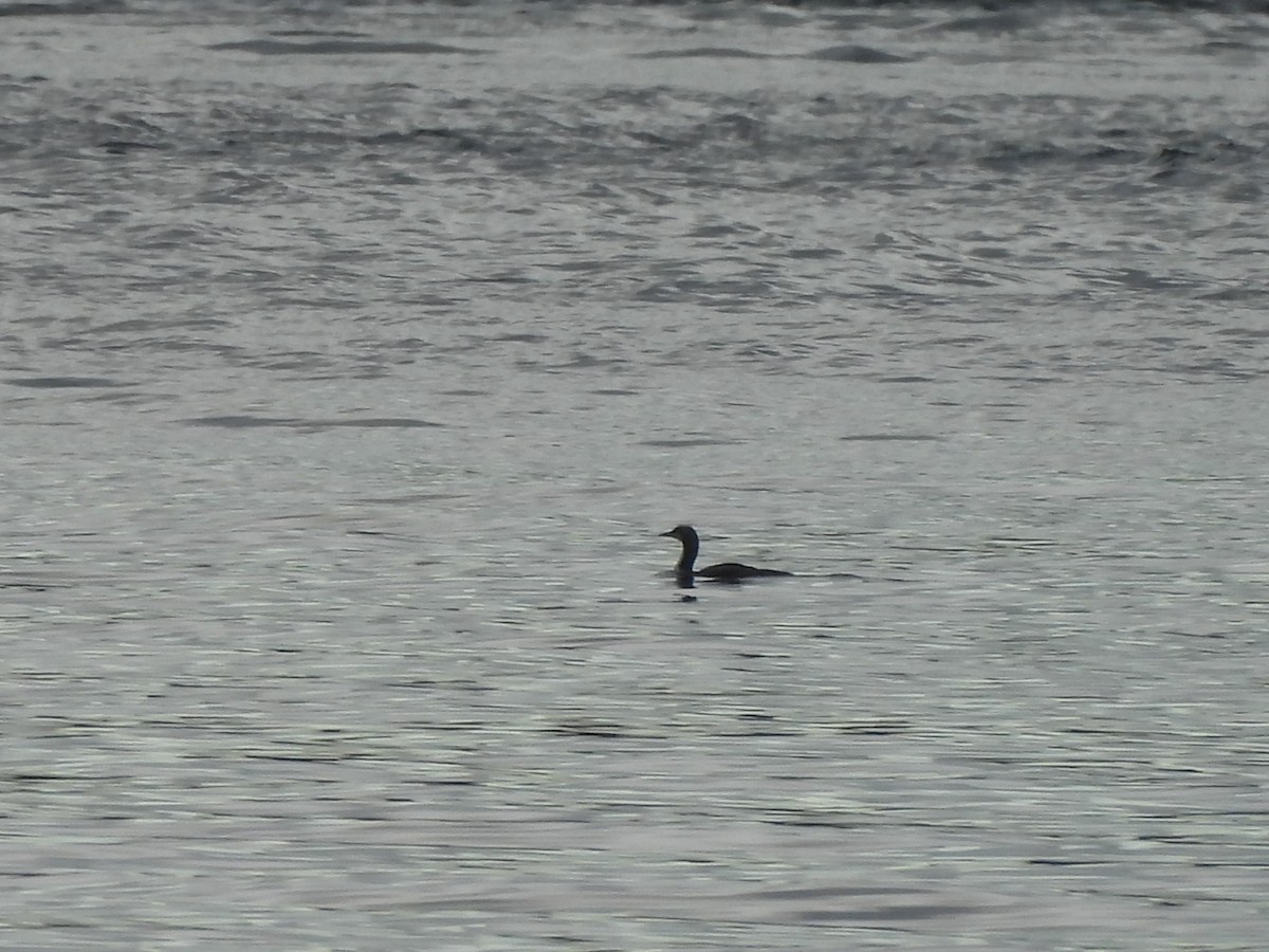 amerikastorlom - ML644593556