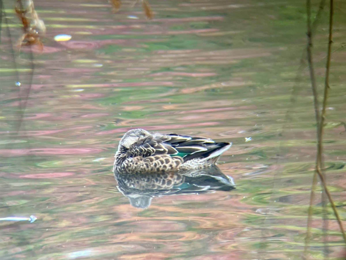 skjeand - ML644593557