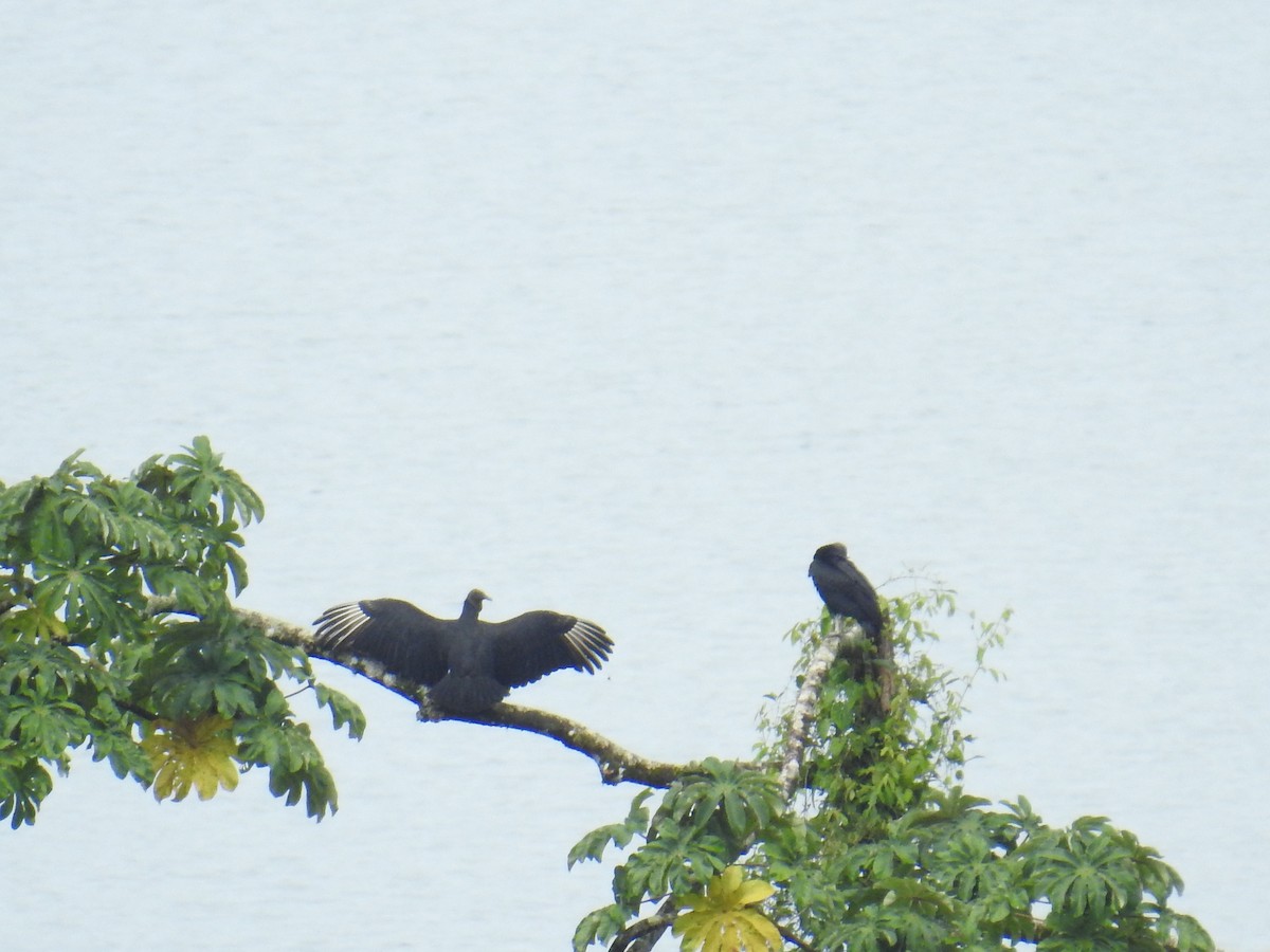 svartkondor - ML644593559