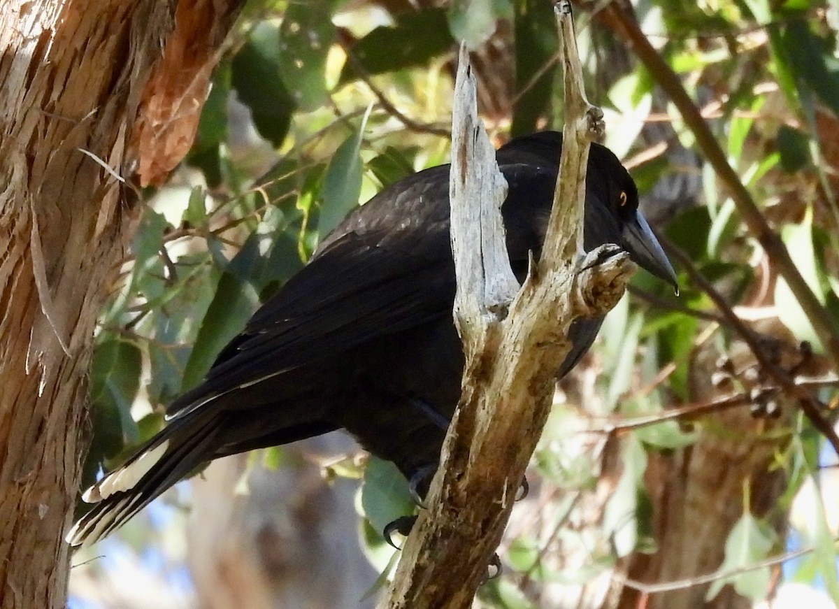 tasmankurrawong - ML644593560