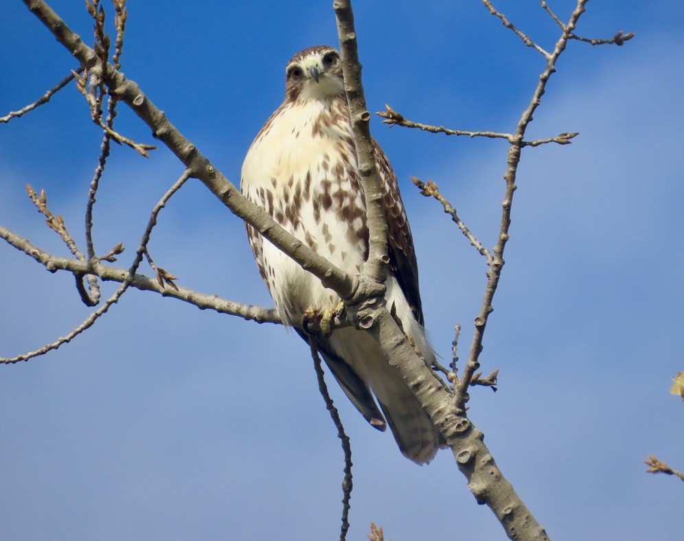 rødstjertvåk - ML644593561