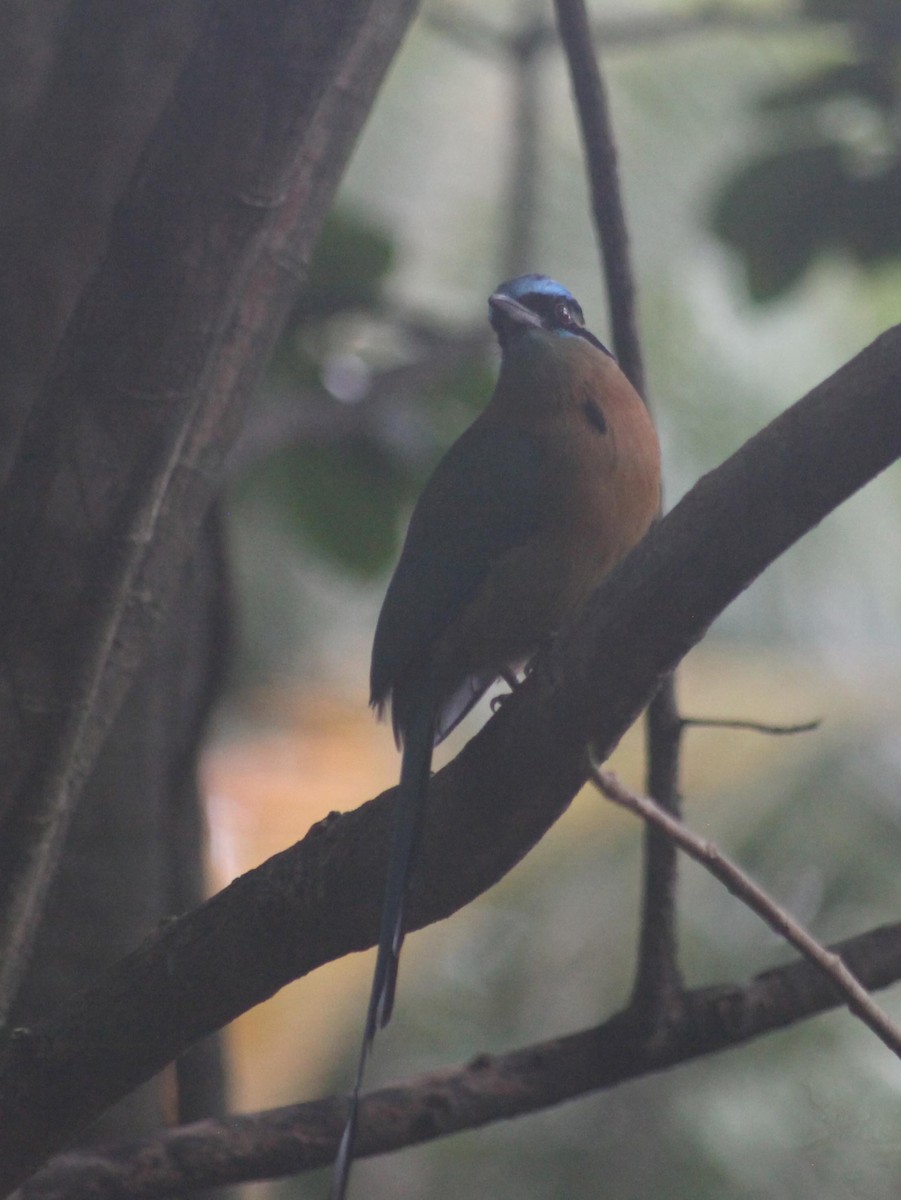 diademmotmot - ML644593562