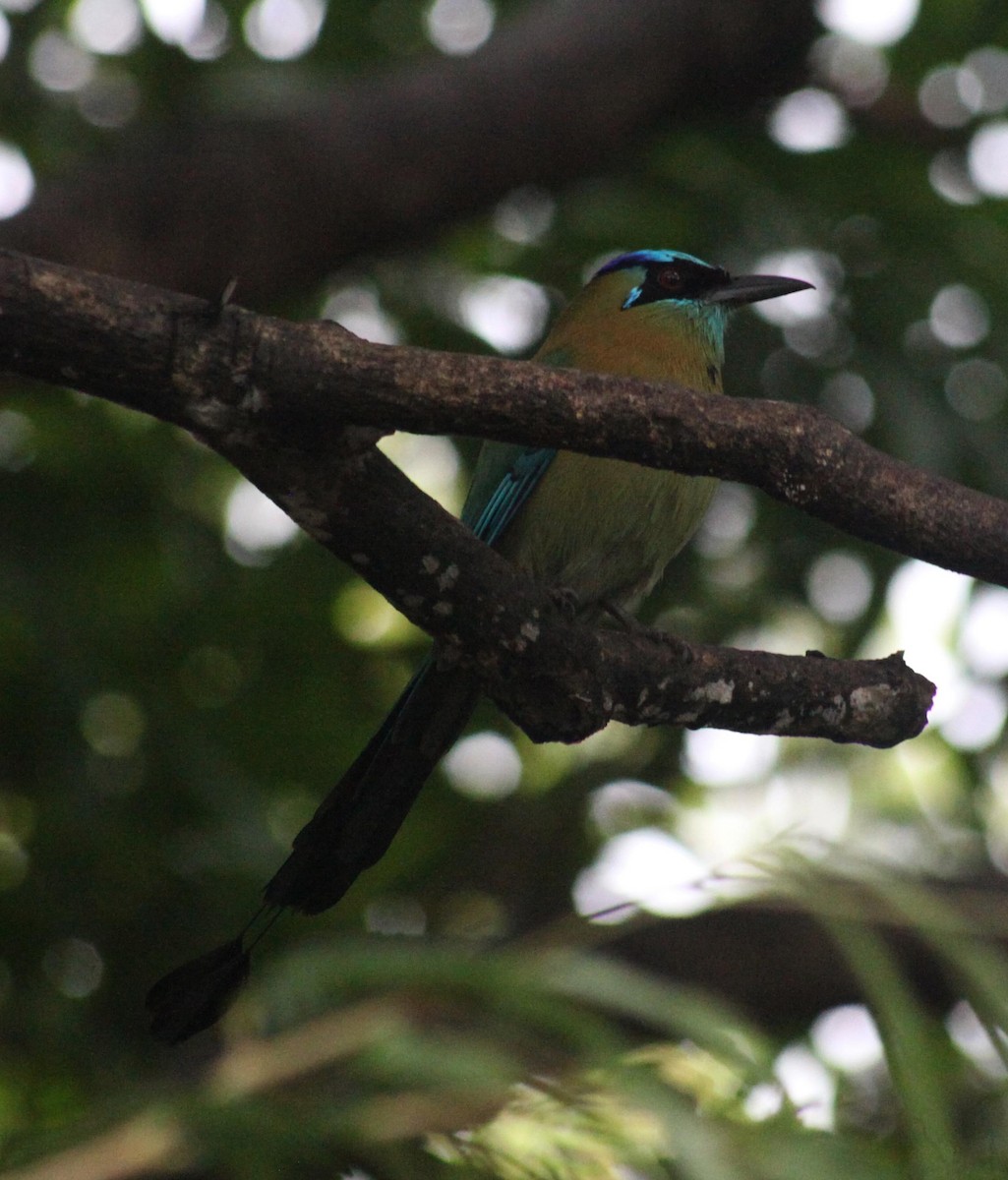 diademmotmot - ML644593564