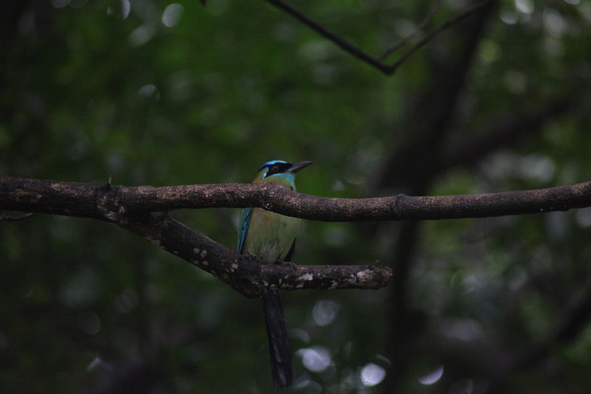 diademmotmot - ML644593566