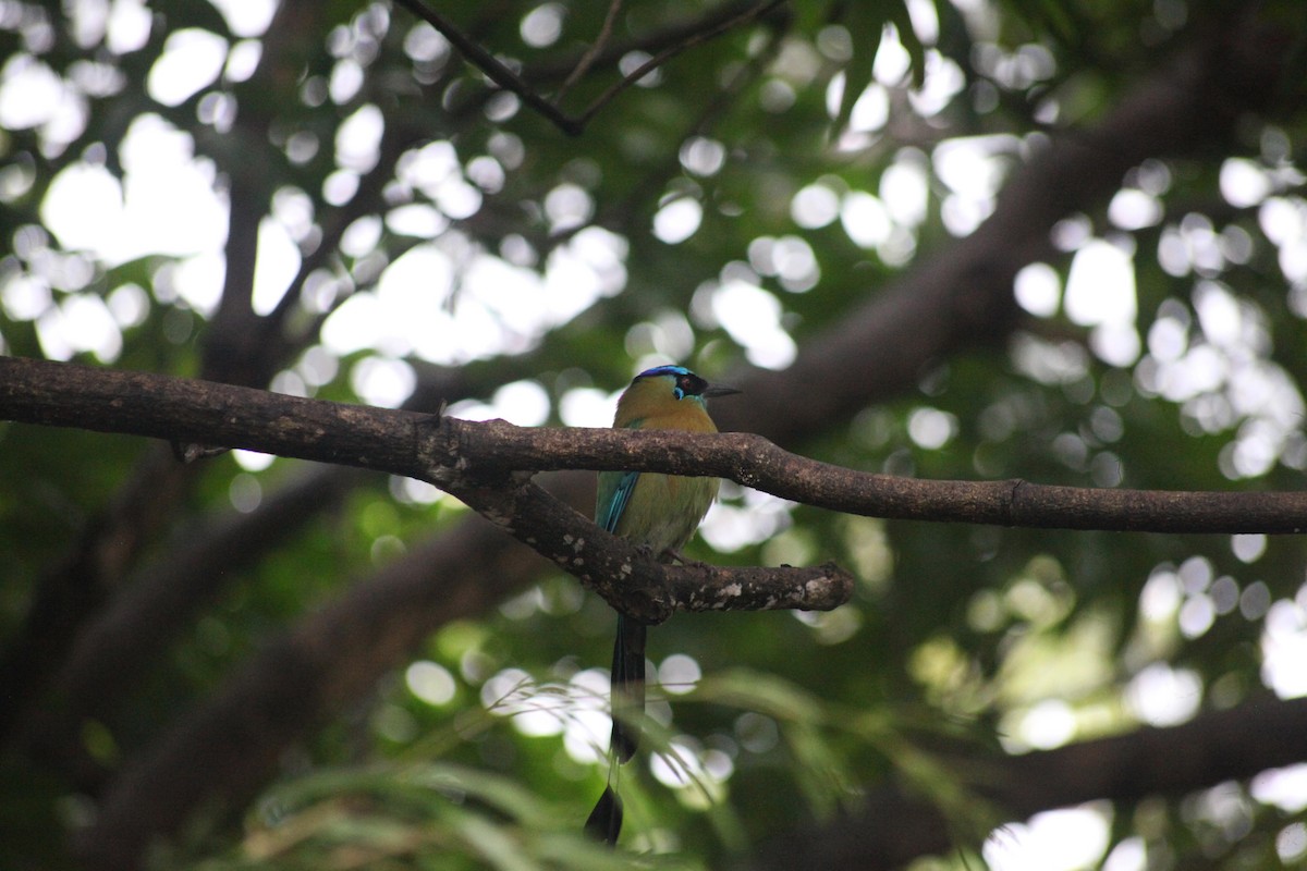 diademmotmot - ML644593567