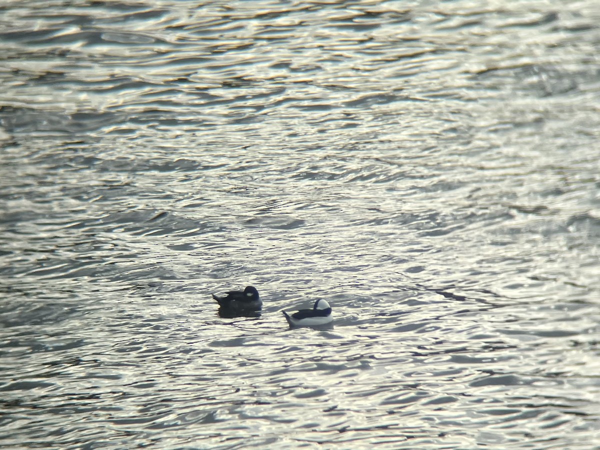 bøffeland - ML644593570