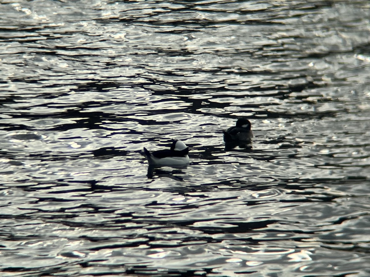 bøffeland - ML644593572