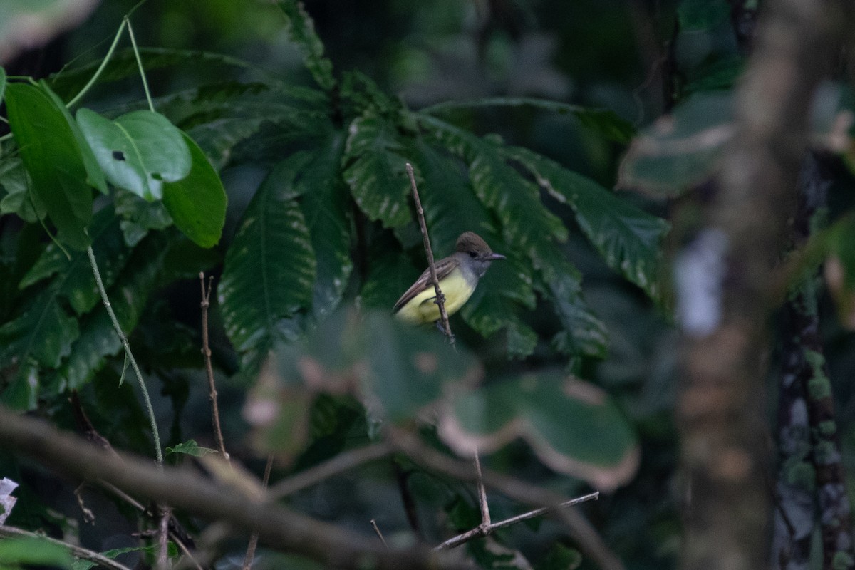 mørkhettetyrann - ML644593573