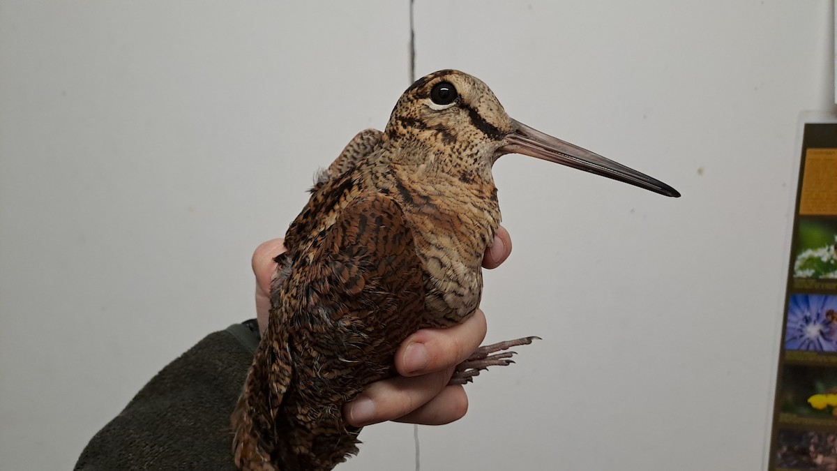 Eurasian Woodcock - ML644593575