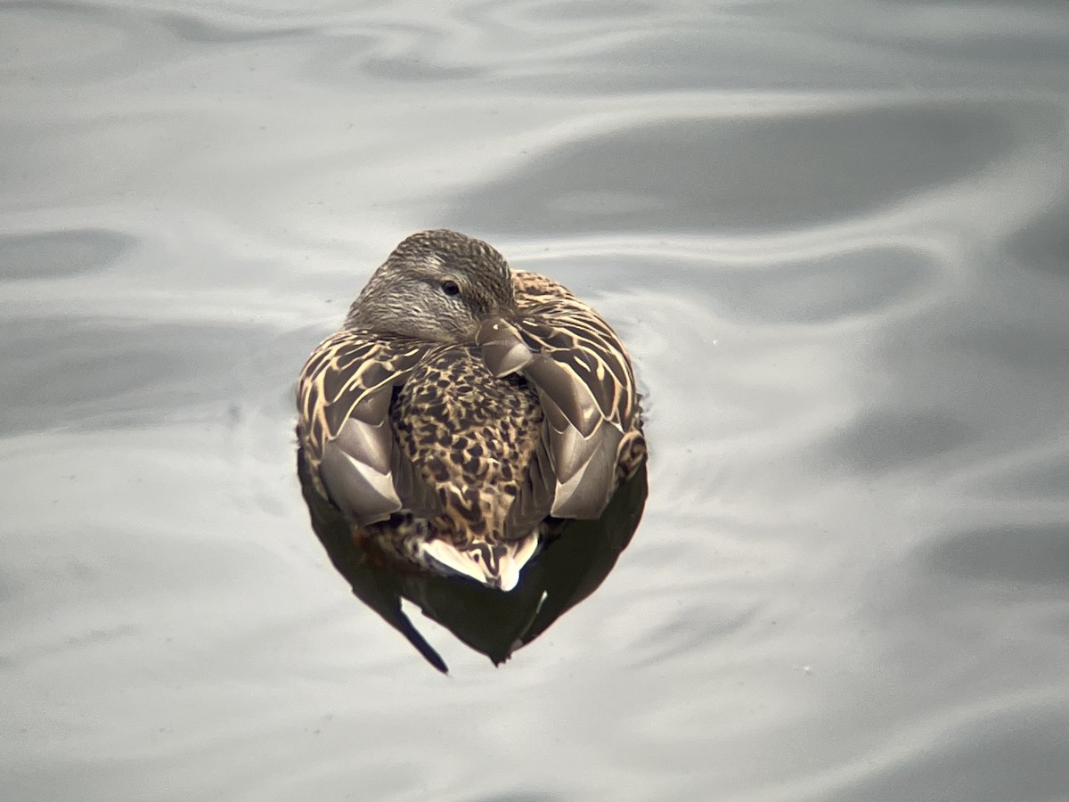 stokkand - ML644593576