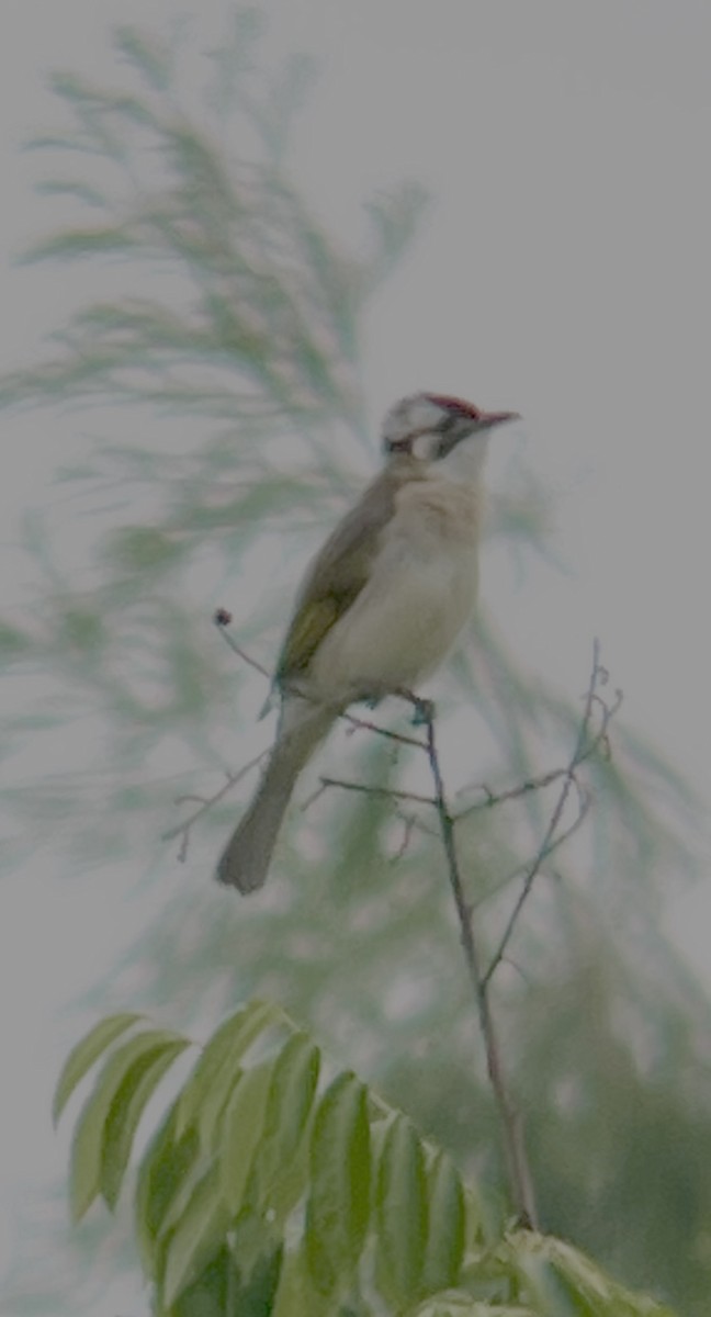 kinabylbyl - ML644593577