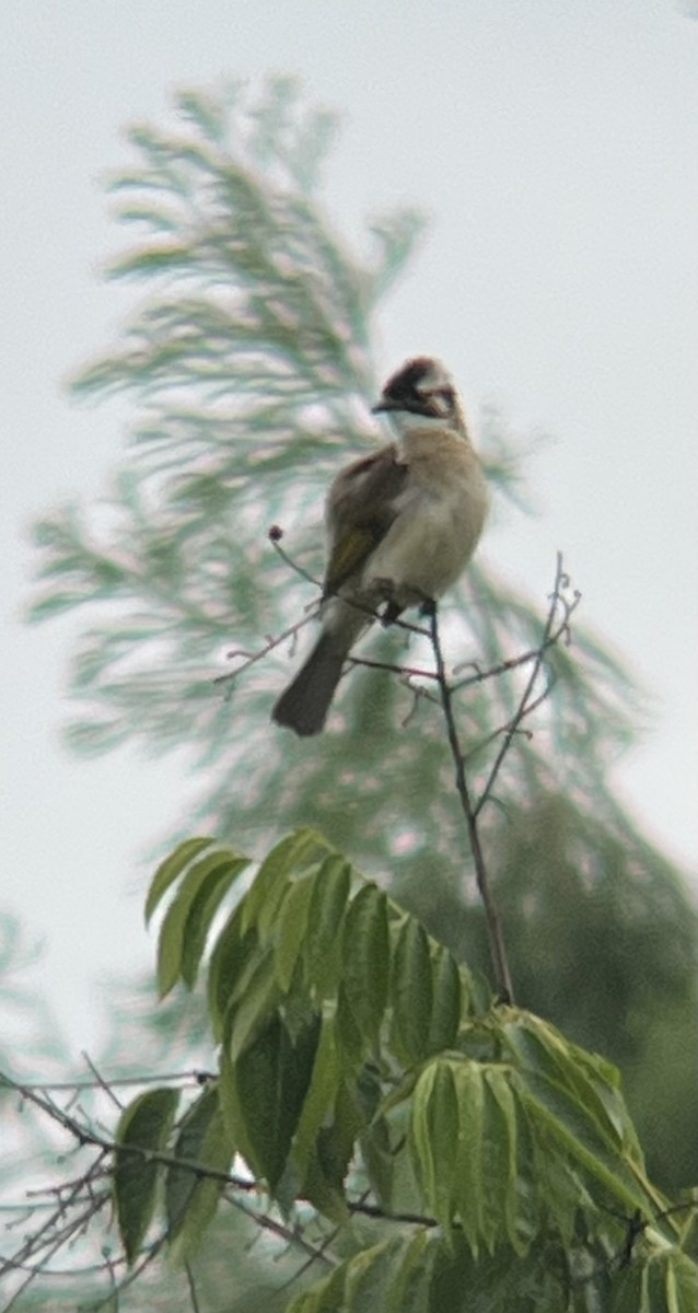 kinabylbyl - ML644593578