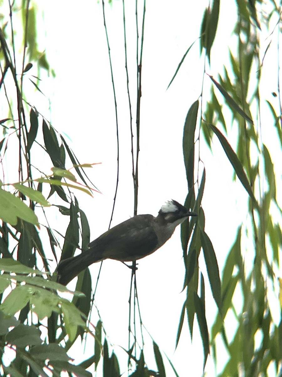 kinabylbyl - ML644593579