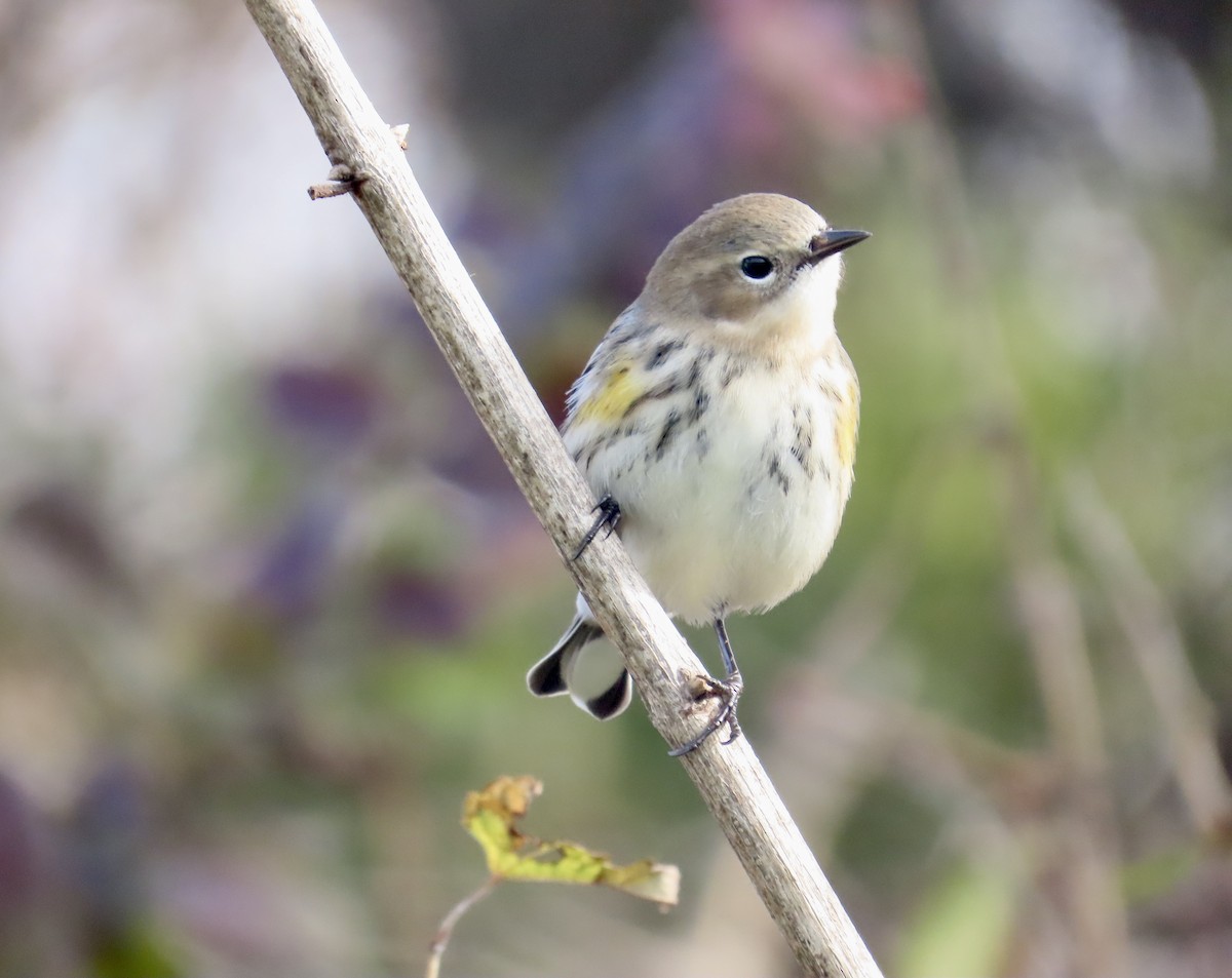 Yellow-rumped Warbler - ML644593580