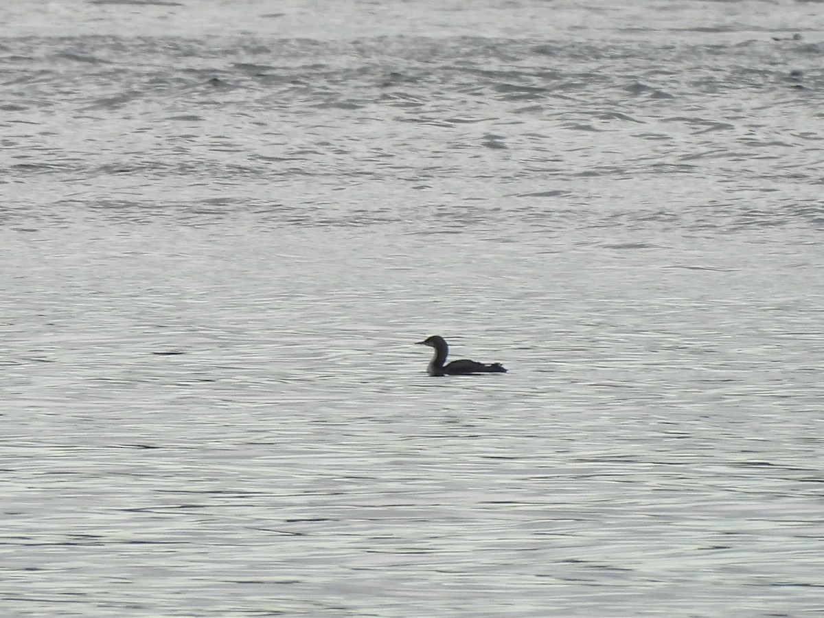 amerikastorlom - ML644593581