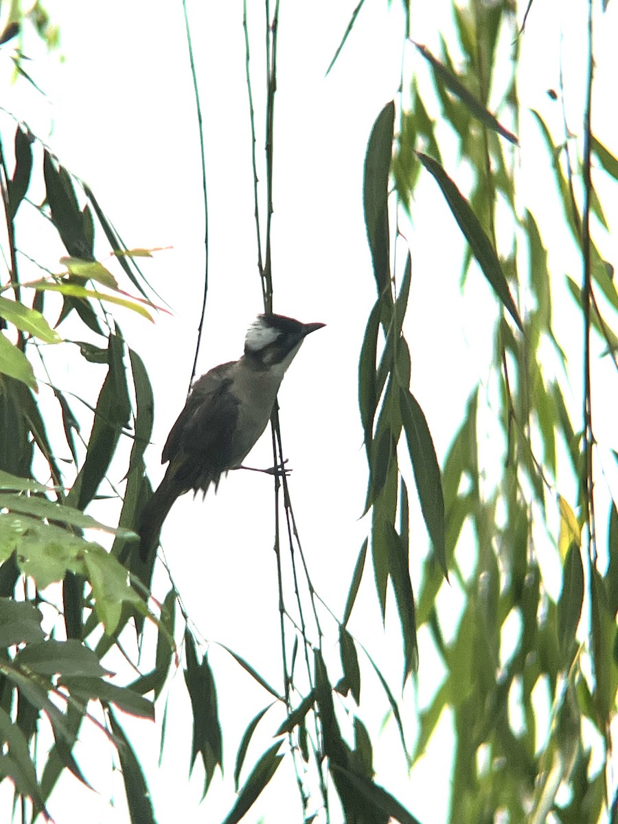 kinabylbyl - ML644593584