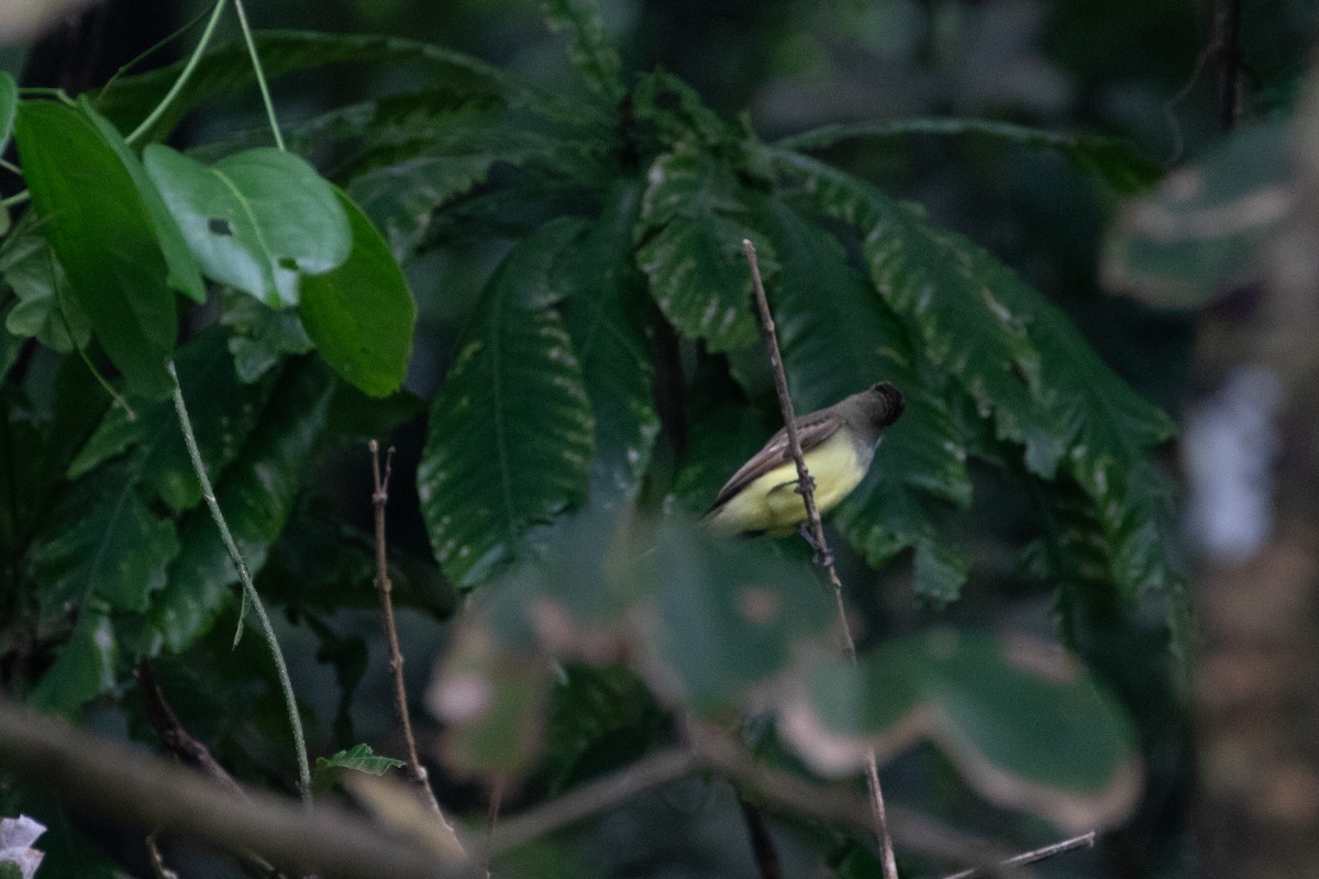 Great Crested Flycatcher - ML644593586