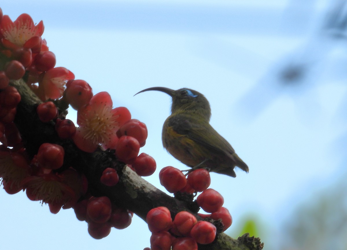 Nektarjala - ML644593588