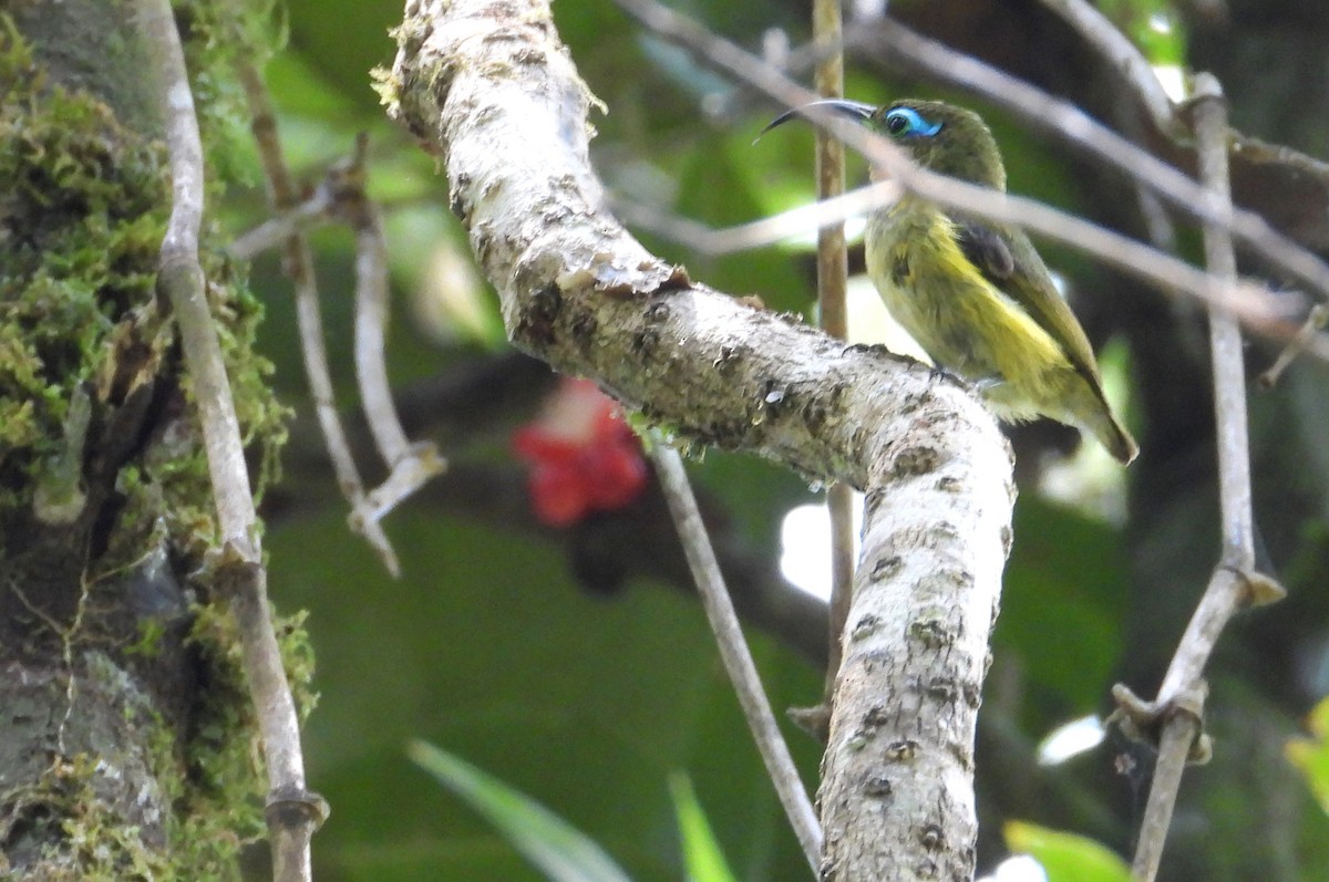 Nektarjala - ML644593589