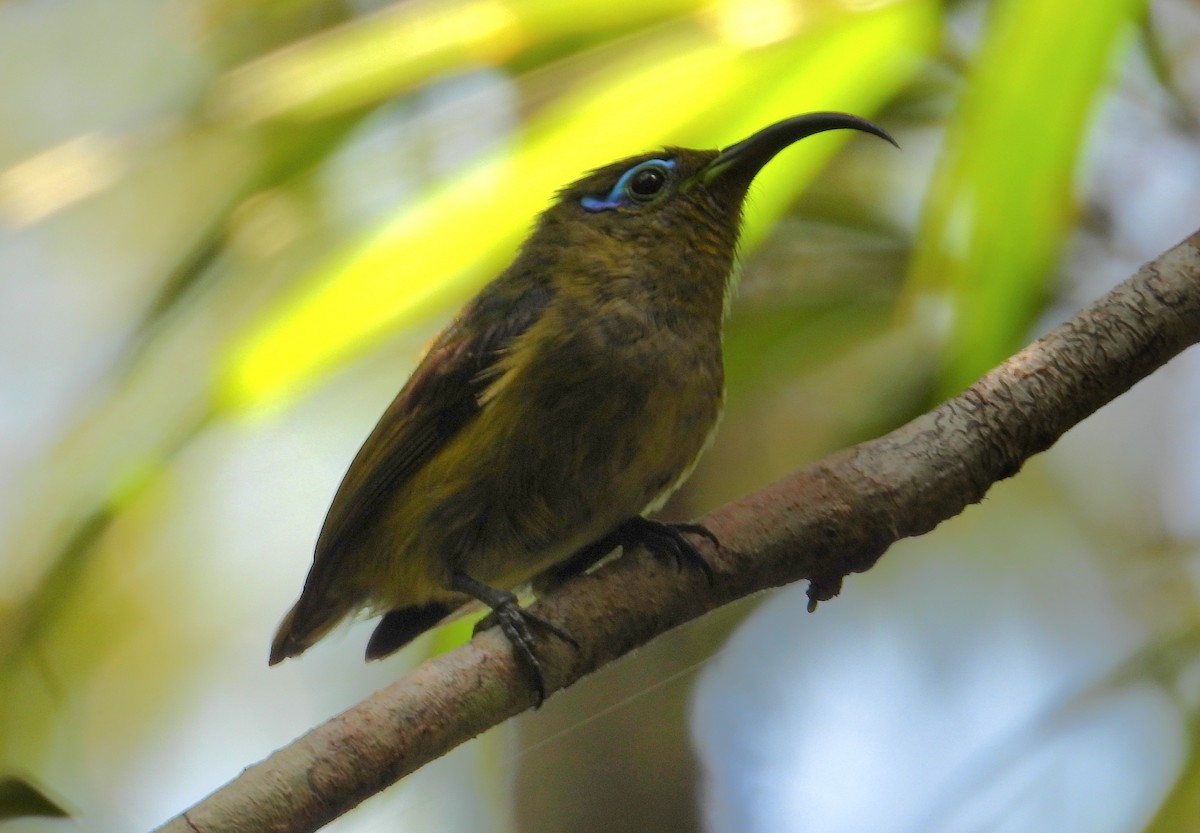 Nektarjala - ML644593590