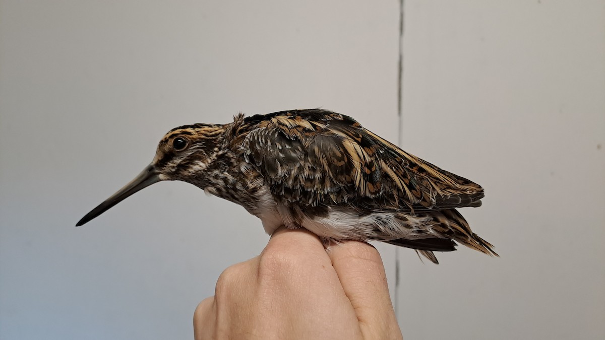 小鷸 - ML644593597