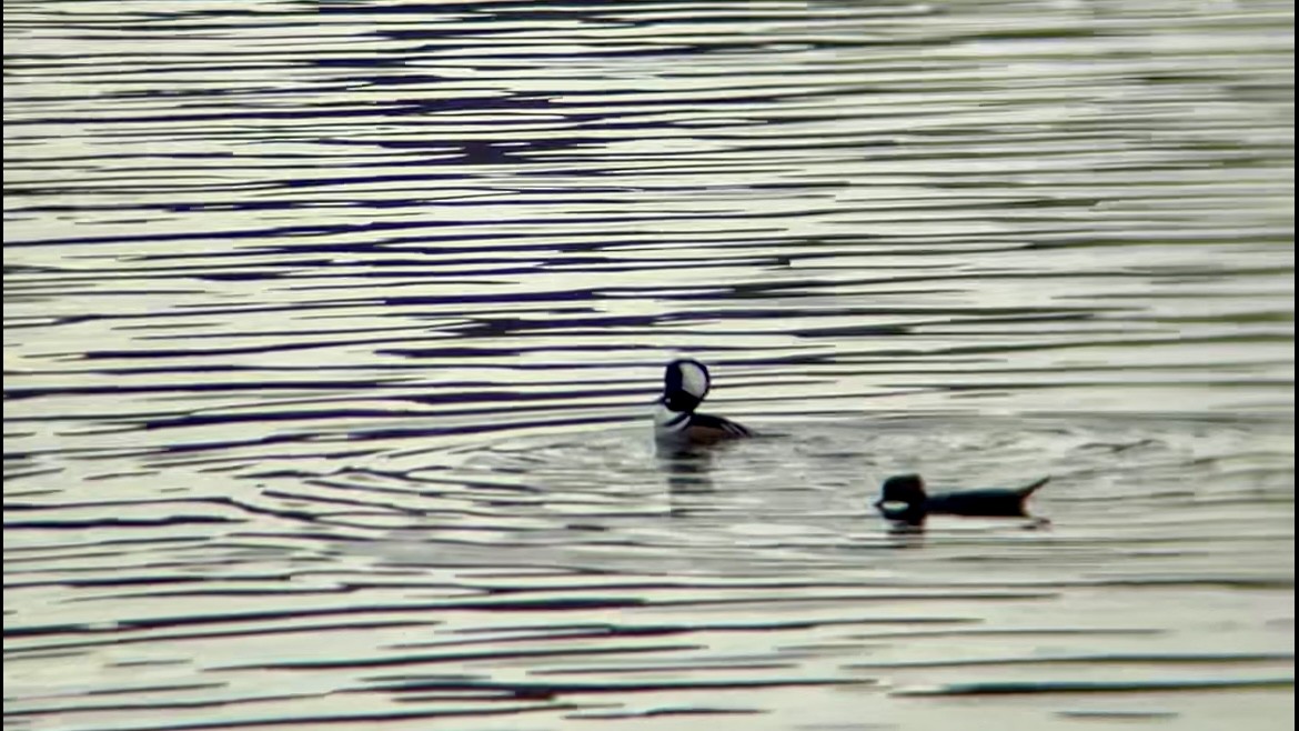 Hooded Merganser - ML644593599