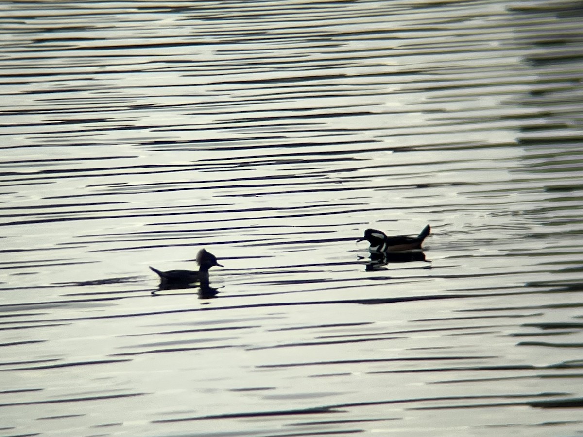 Hooded Merganser - ML644593602