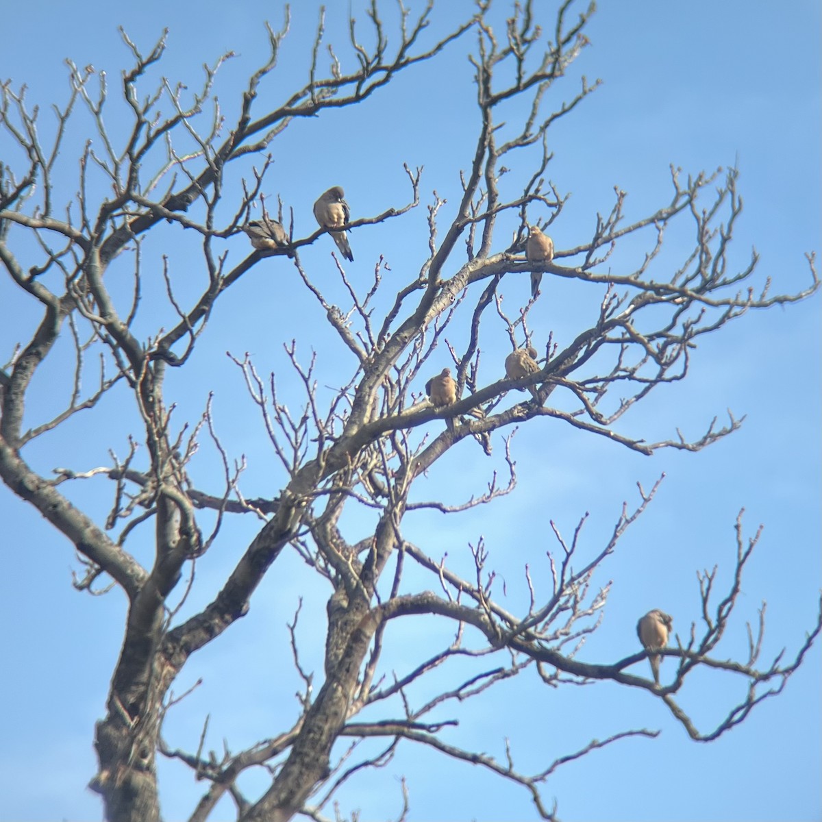 Mourning Dove - ML644593611